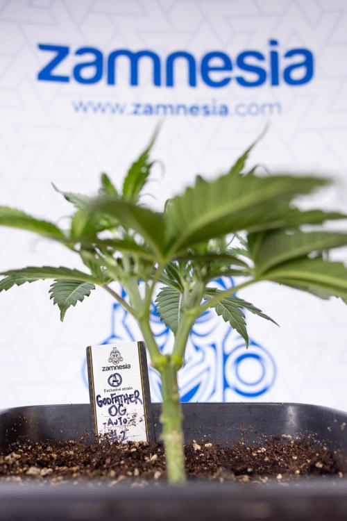 Godfather OG ✞ Auto - Zamnesia x B&B. Week 3 - Godfather OG - VEG - Week 3/4