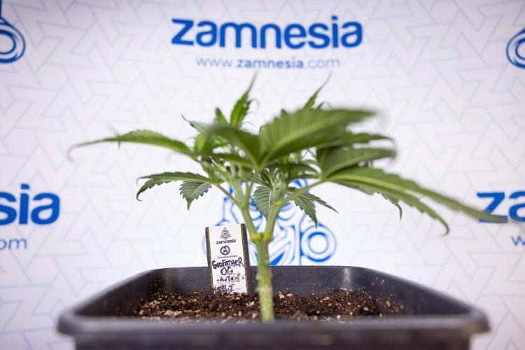 Godfather OG ✞ Auto - Zamnesia x B&B. Week 3 - Godfather OG - VEG - Week 3/4