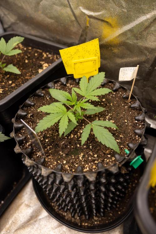 Godfather OG ✞ Auto - Zamnesia x B&B. Week 3 - Godfather OG - VEG - Week 2/3