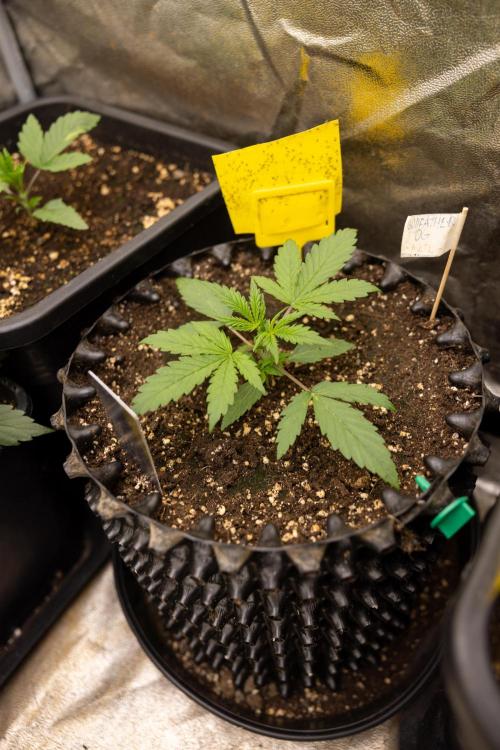 Godfather OG ✞ Auto - Zamnesia x B&B. Week 3 - Godfather OG - VEG - Week 2/3
