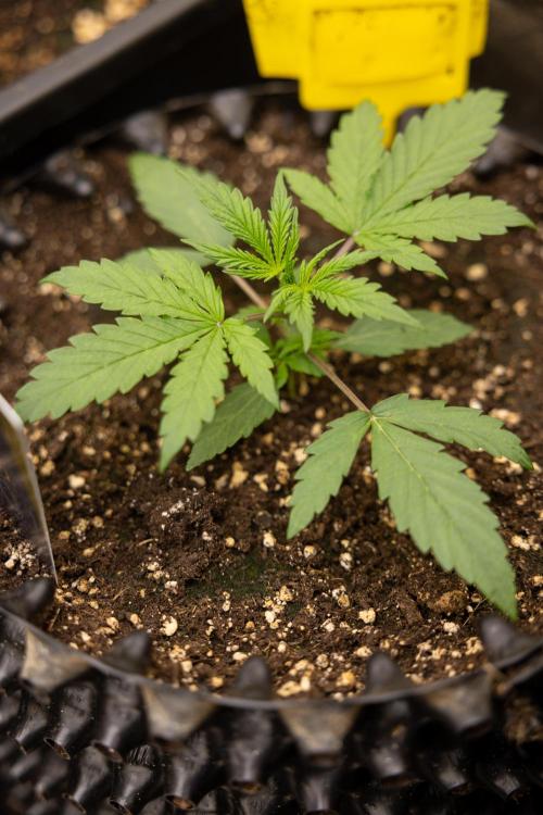 Godfather OG ✞ Auto - Zamnesia x B&B. Week 3 - Godfather OG - VEG - Week 2/3
