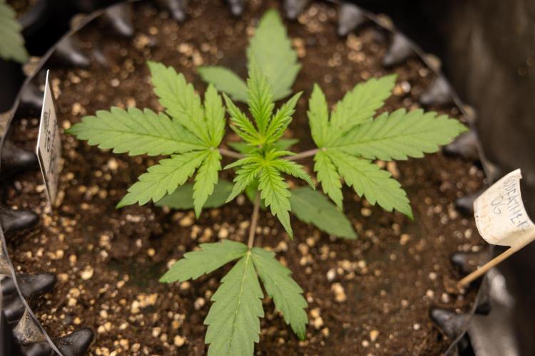 Godfather OG ✞ Auto - Zamnesia x B&B. Week 3 - Godfather OG - VEG - Week 2/3
