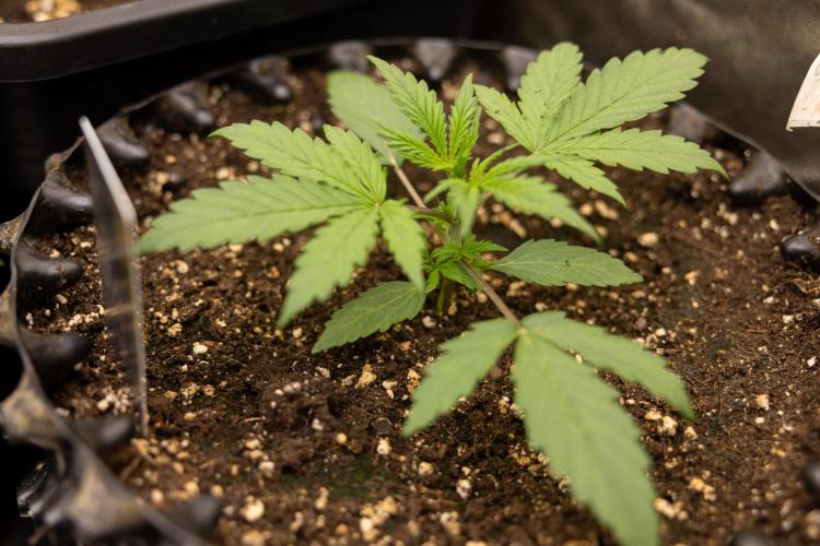 Godfather OG ✞ Auto - Zamnesia x B&B. Week 3 - Godfather OG - VEG - Week 2/3