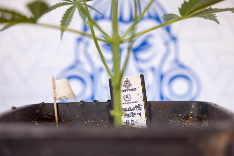 Chocolope 🍫 Auto - Zamnesia x B&B. Week 3 - Chocolopoe Autoflowering - Veg - Week 3/4