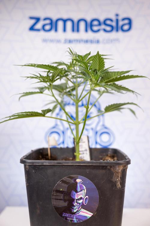 Chocolope 🍫 Auto - Zamnesia x B&B. Week 3 - Chocolopoe Autoflowering - Veg - Week 3/4