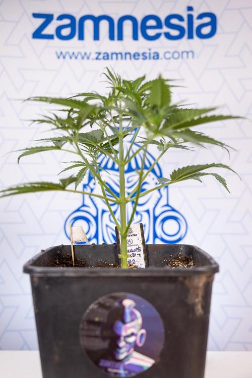 Chocolope 🍫 Auto - Zamnesia x B&B. Week 3 - Chocolopoe Autoflowering - Veg - Week 3/4