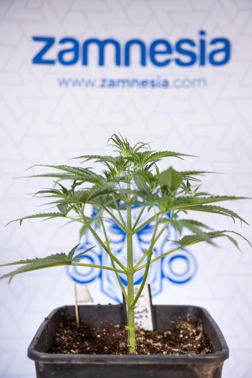 Chocolope 🍫 Auto - Zamnesia x B&B. Week 3 - Chocolopoe Autoflowering - Veg - Week 3/4
