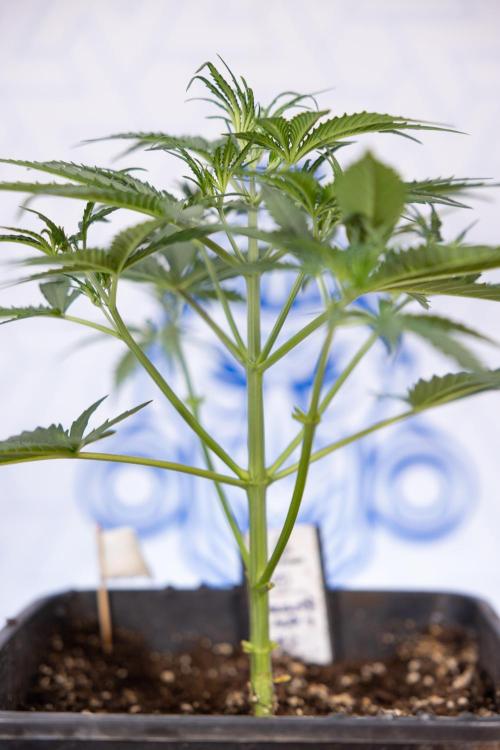 Chocolope 🍫 Auto - Zamnesia x B&B. Week 3 - Chocolopoe Autoflowering - Veg - Week 3/4