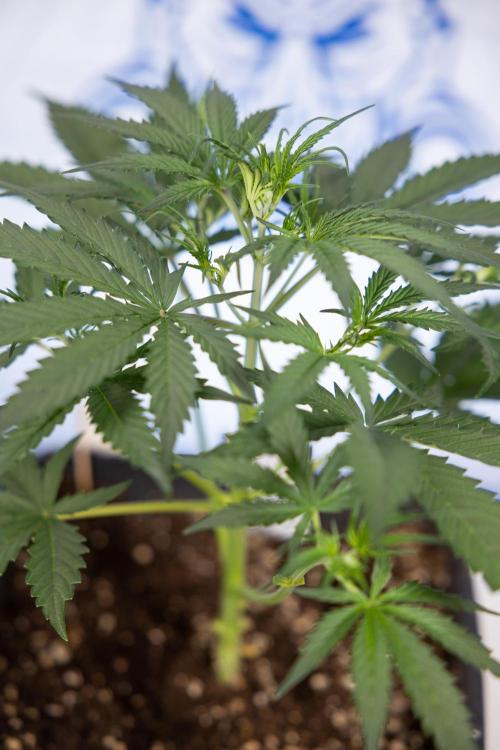 Chocolope 🍫 Auto - Zamnesia x B&B. Week 3 - Chocolopoe Autoflowering - Veg - Week 3/4