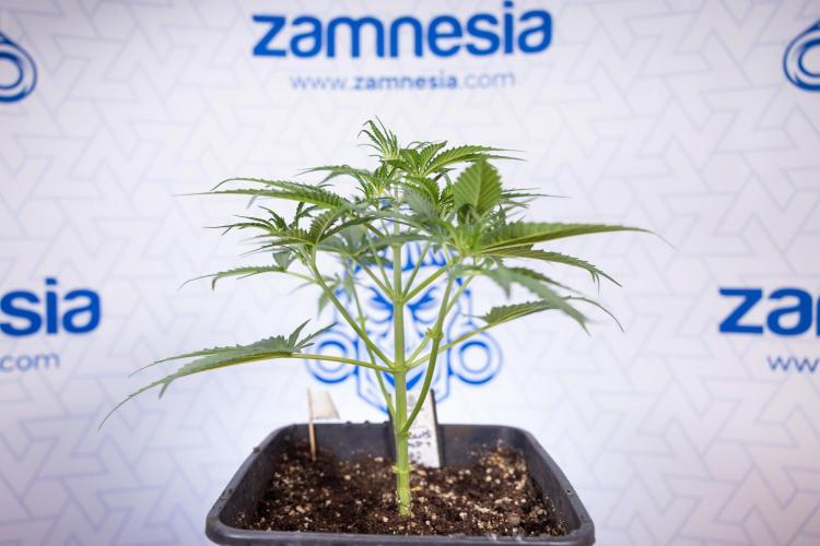 Chocolope 🍫 Auto - Zamnesia x B&B. Week 3 - Chocolopoe Autoflowering - Veg - Week 3/4