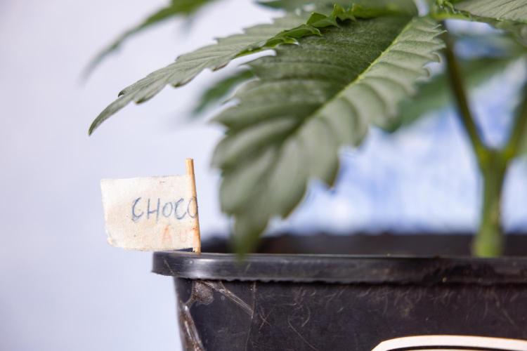 Chocolope 🍫 Auto - Zamnesia x B&B. Week 3 - Chocolopoe Autoflowering - Veg - Week 3/4