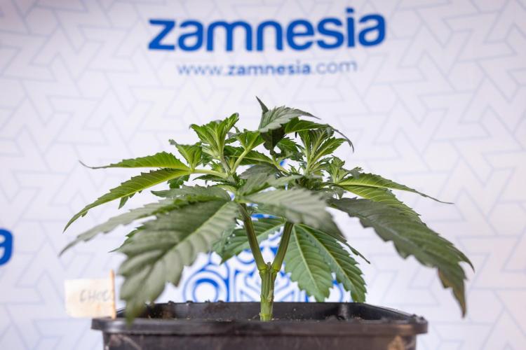 Chocolope 🍫 Auto - Zamnesia x B&B. Week 3 - Chocolopoe Autoflowering - Veg - Week 3/4