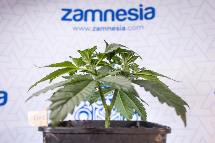 Chocolope 🍫 Auto - Zamnesia x B&B. Week 3 - Chocolopoe Autoflowering - Veg - Week 3/4