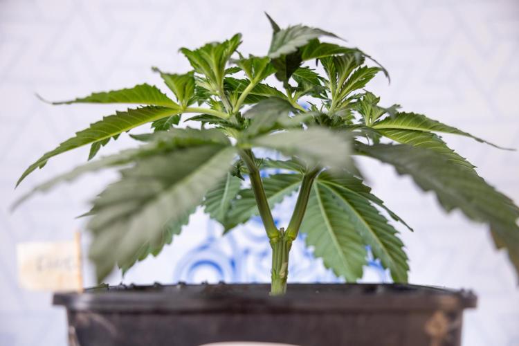 Chocolope 🍫 Auto - Zamnesia x B&B. Week 3 - Chocolopoe Autoflowering - Veg - Week 3/4