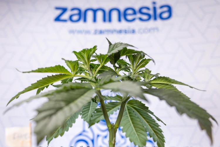Chocolope 🍫 Auto - Zamnesia x B&B. Week 3 - Chocolopoe Autoflowering - Veg - Week 3/4