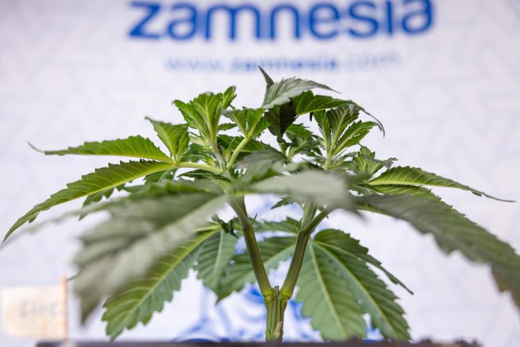 Chocolope 🍫 Auto - Zamnesia x B&B. Week 3 - Chocolopoe Autoflowering - Veg - Week 3/4