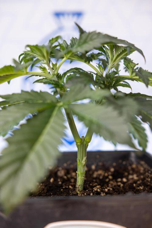 Chocolope 🍫 Auto - Zamnesia x B&B. Week 3 - Chocolopoe Autoflowering - Veg - Week 3/4