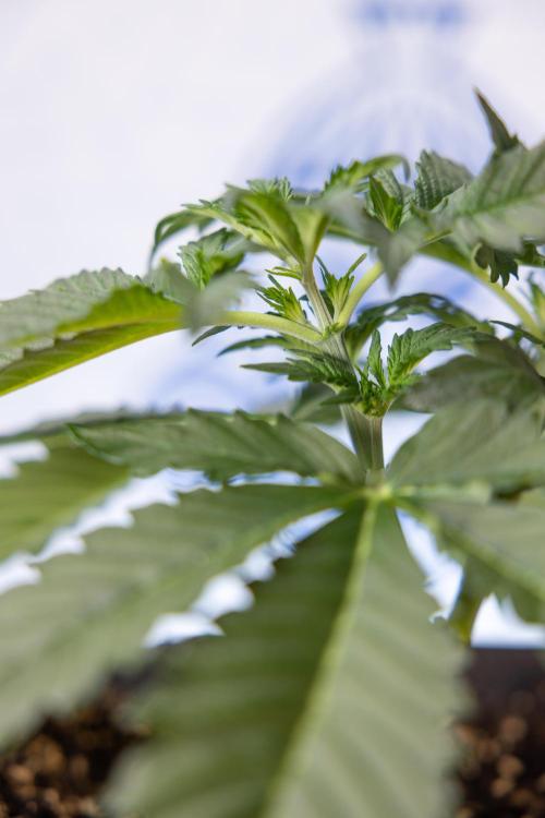 Chocolope 🍫 Auto - Zamnesia x B&B. Week 3 - Chocolopoe Autoflowering - Veg - Week 3/4