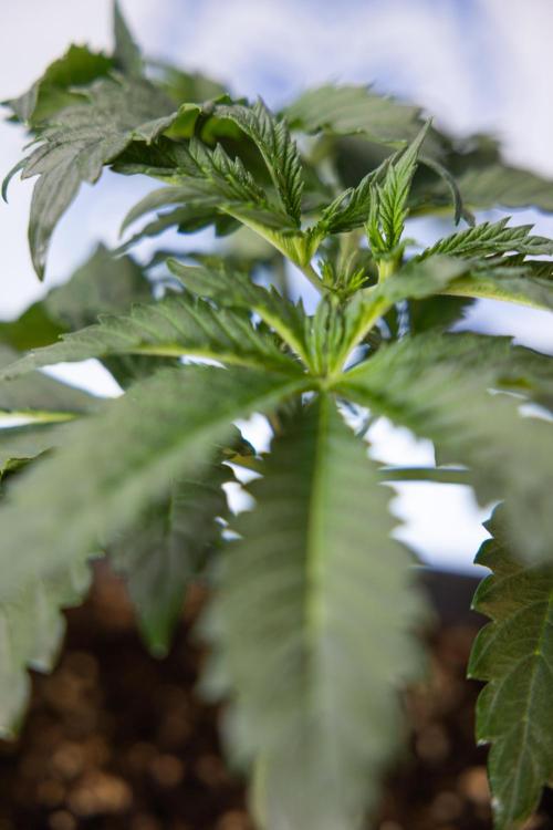 Chocolope 🍫 Auto - Zamnesia x B&B. Week 3 - Chocolopoe Autoflowering - Veg - Week 3/4