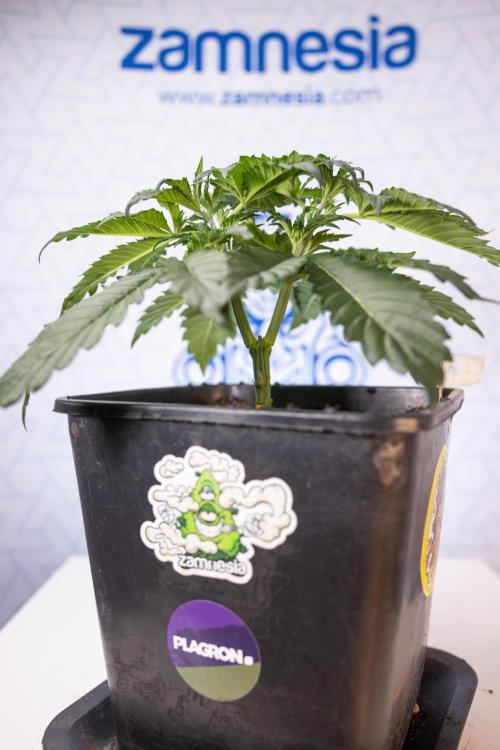 Chocolope 🍫 Auto - Zamnesia x B&B. Week 3 - Chocolopoe Autoflowering - Veg - Week 3/4