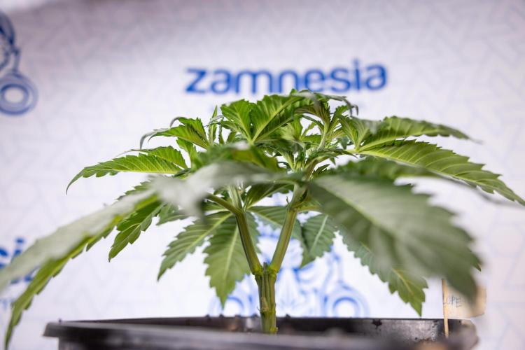 Chocolope 🍫 Auto - Zamnesia x B&B. Week 3 - Chocolopoe Autoflowering - Veg - Week 3/4
