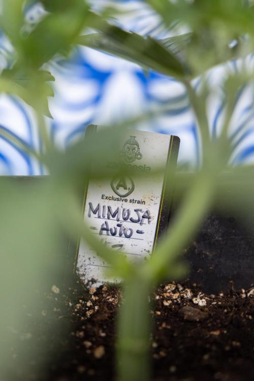 Mimosa 🌾 Auto - Zamnesia x B&B. Week 3 - Mimosa Autoflowering - Week 4