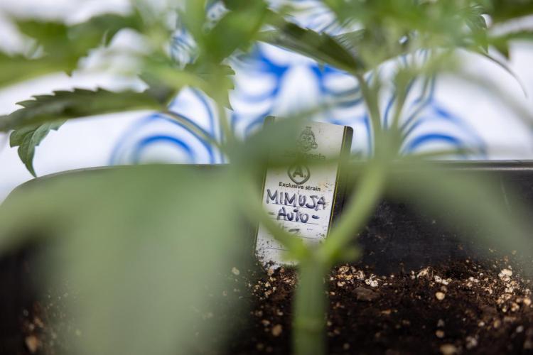 Mimosa 🌾 Auto - Zamnesia x B&B. Week 3 - Mimosa Autoflowering - Week 4