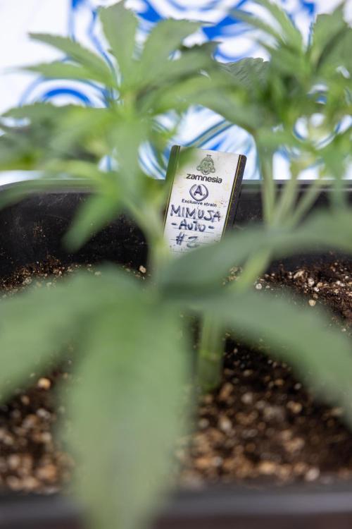 Mimosa 🌾 Auto - Zamnesia x B&B. Week 3 - Mimosa Autoflowering - Week 4