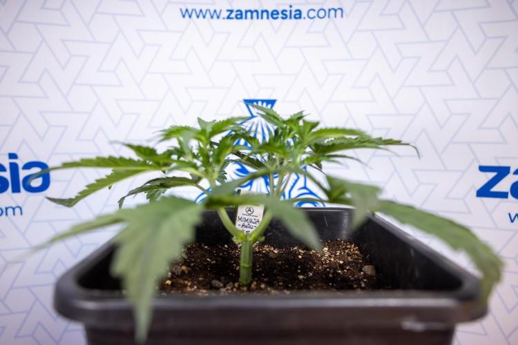 Mimosa 🌾 Auto - Zamnesia x B&B. Week 3 - Mimosa Autoflowering - Week 4