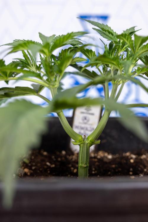 Mimosa 🌾 Auto - Zamnesia x B&B. Week 3 - Mimosa Autoflowering - Week 4