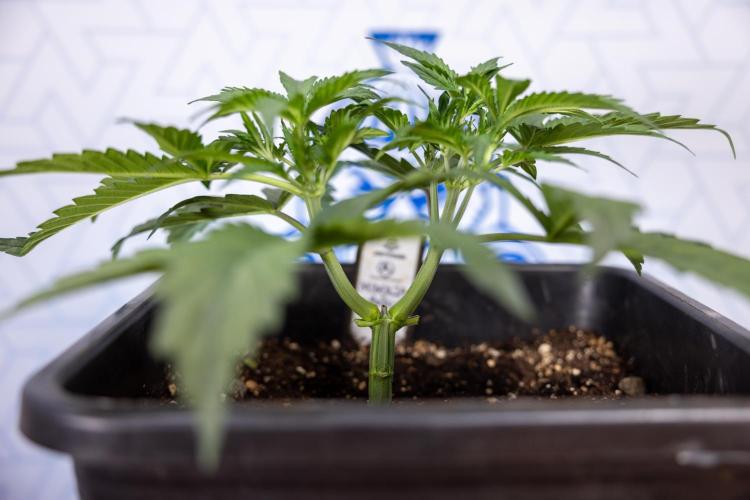 Mimosa 🌾 Auto - Zamnesia x B&B. Week 3 - Mimosa Autoflowering - Week 4