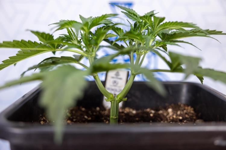 Mimosa 🌾 Auto - Zamnesia x B&B. Week 3 - Mimosa Autoflowering - Week 4