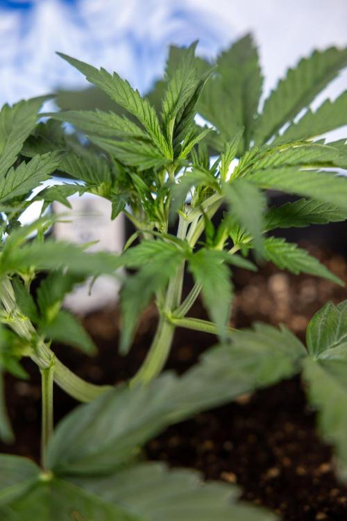 Mimosa 🌾 Auto - Zamnesia x B&B. Week 3 - Mimosa Autoflowering - Week 4