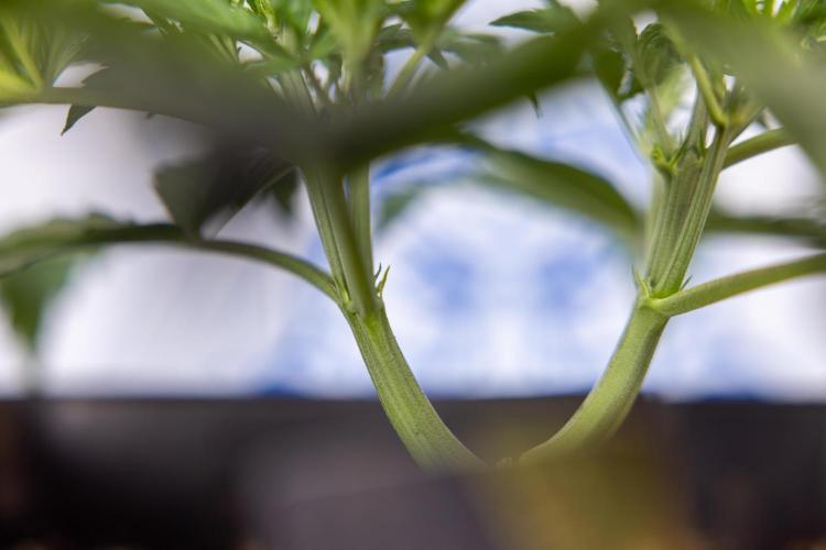 Mimosa 🌾 Auto - Zamnesia x B&B. Week 3 - Mimosa Autoflowering - Week 4