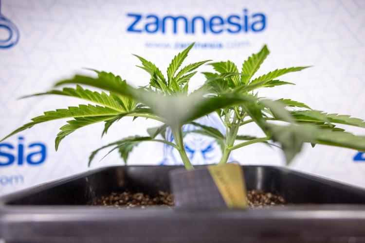 Mimosa 🌾 Auto - Zamnesia x B&B. Week 3 - Mimosa Autoflowering - Week 4