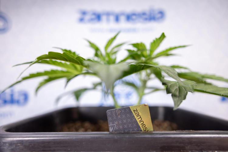 Mimosa 🌾 Auto - Zamnesia x B&B. Week 3 - Mimosa Autoflowering - Week 4