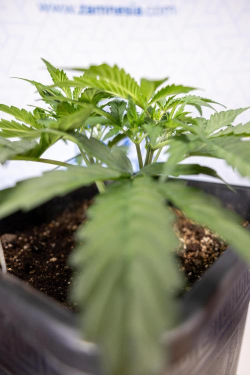 Mimosa 🌾 Auto - Zamnesia x B&B. Week 3 - Mimosa Autoflowering - Week 4