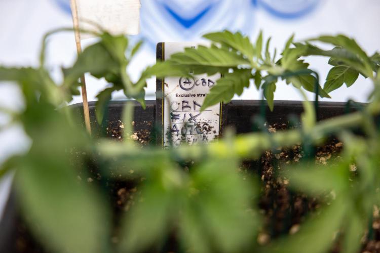 CBD FIX 🏥 Auto - Zamnesia x B&B. Week 3