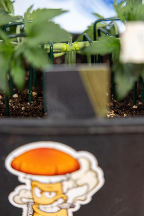 CBD FIX 🏥 Auto - Zamnesia x B&B. Week 3