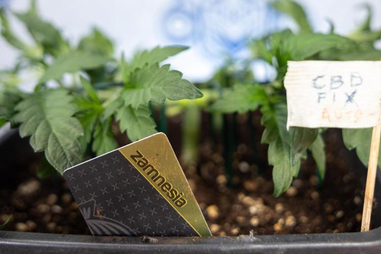 CBD FIX 🏥 Auto - Zamnesia x B&B. Week 3