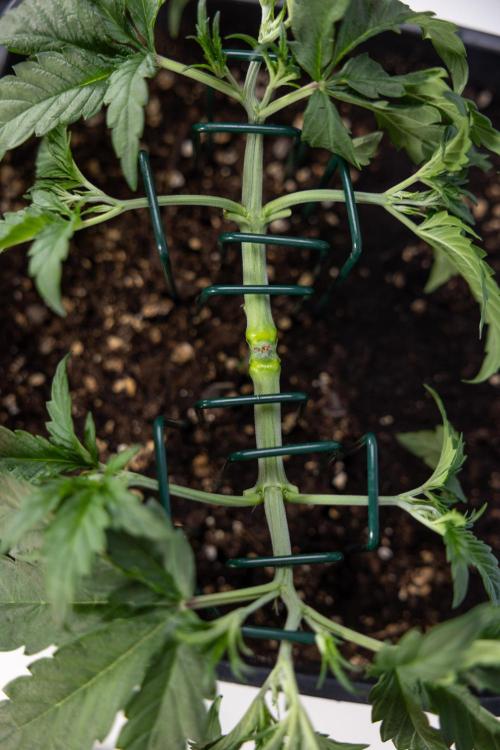 CBD FIX 🏥 Auto - Zamnesia x B&B. Week 3