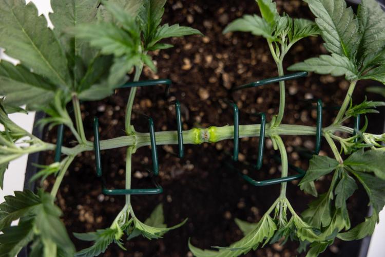 CBD FIX 🏥 Auto - Zamnesia x B&B. Week 3