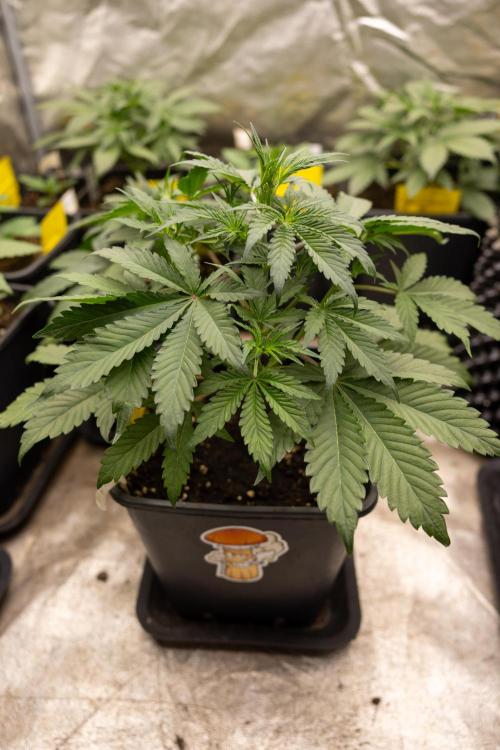 CBD FIX 🏥 Auto - Zamnesia x B&B. Week 3