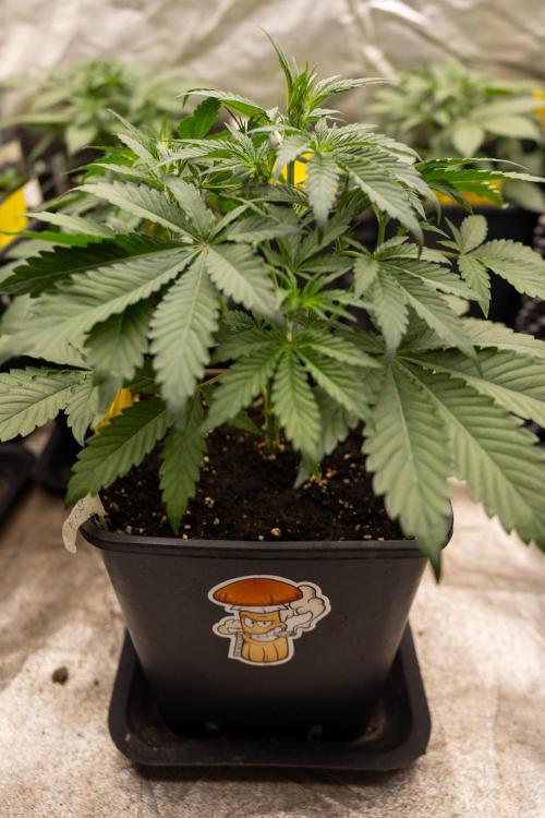 CBD FIX 🏥 Auto - Zamnesia x B&B. Week 3