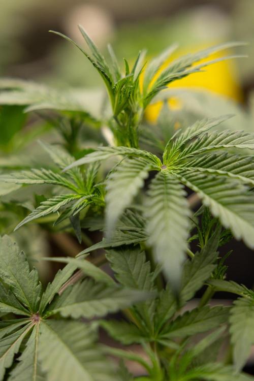 CBD FIX 🏥 Auto - Zamnesia x B&B. Week 3