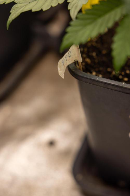CBD FIX 🏥 Auto - Zamnesia x B&B. Week 3