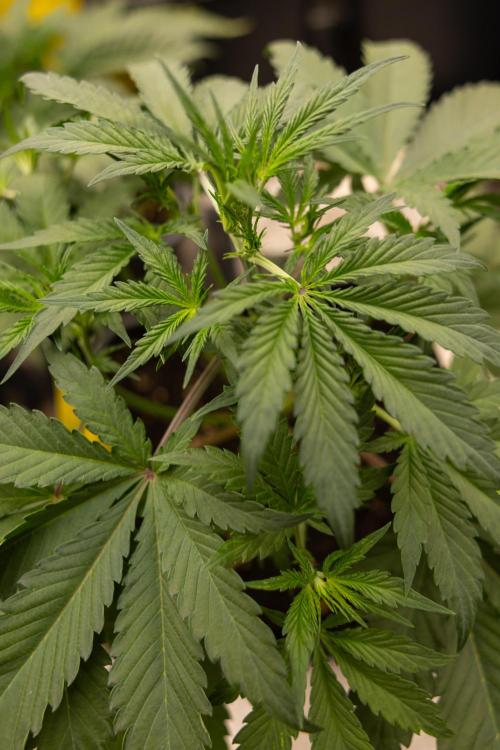 CBD FIX 🏥 Auto - Zamnesia x B&B. Week 3
