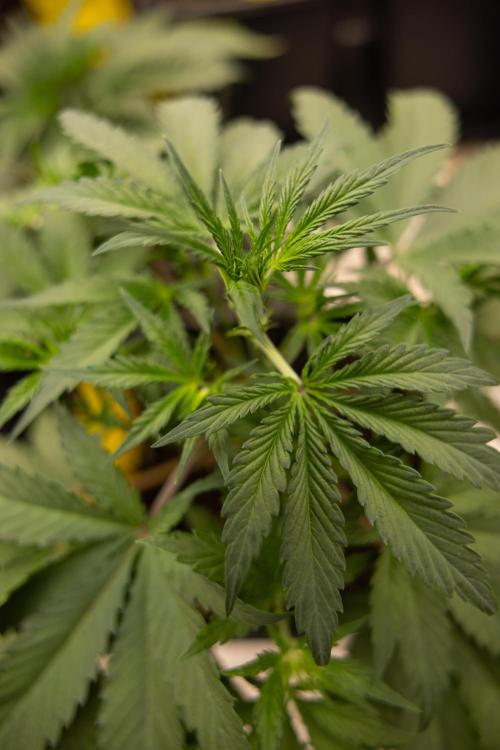 CBD Fix Automatic. Week 3