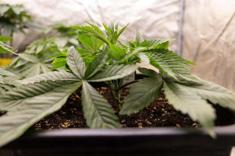 Alien OG 👽 - Zamnesia x B&B. Week 4 - Alien OG - VEG - Week 3 / 4  