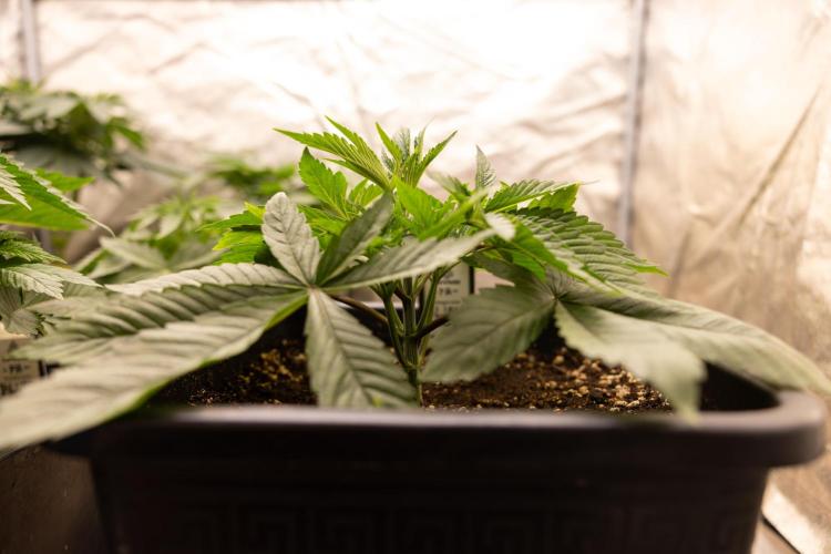 Alien OG 👽 - Zamnesia x B&B. Week 4 - Alien OG - VEG - Week 3 / 4  